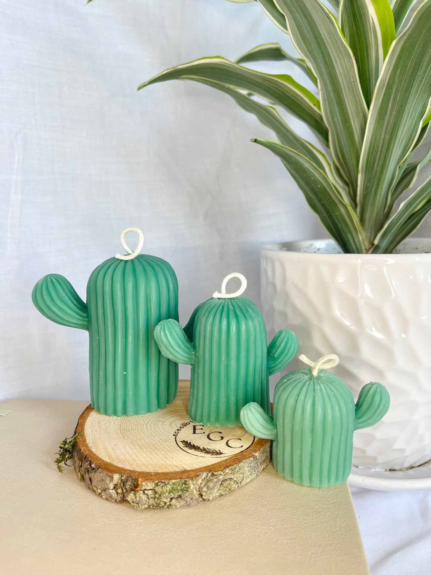 Cactus Family Candle Bundle